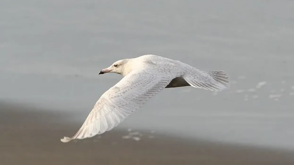 Find out glaucous gull facts about this amazing bird.