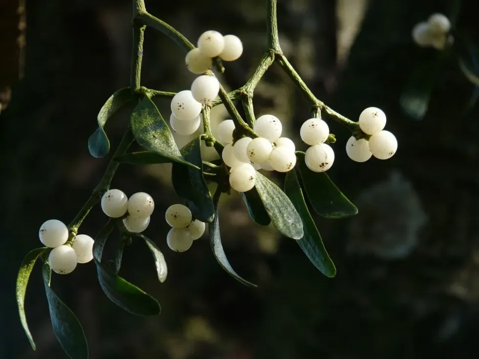 Find out interesting mistletoe facts here.