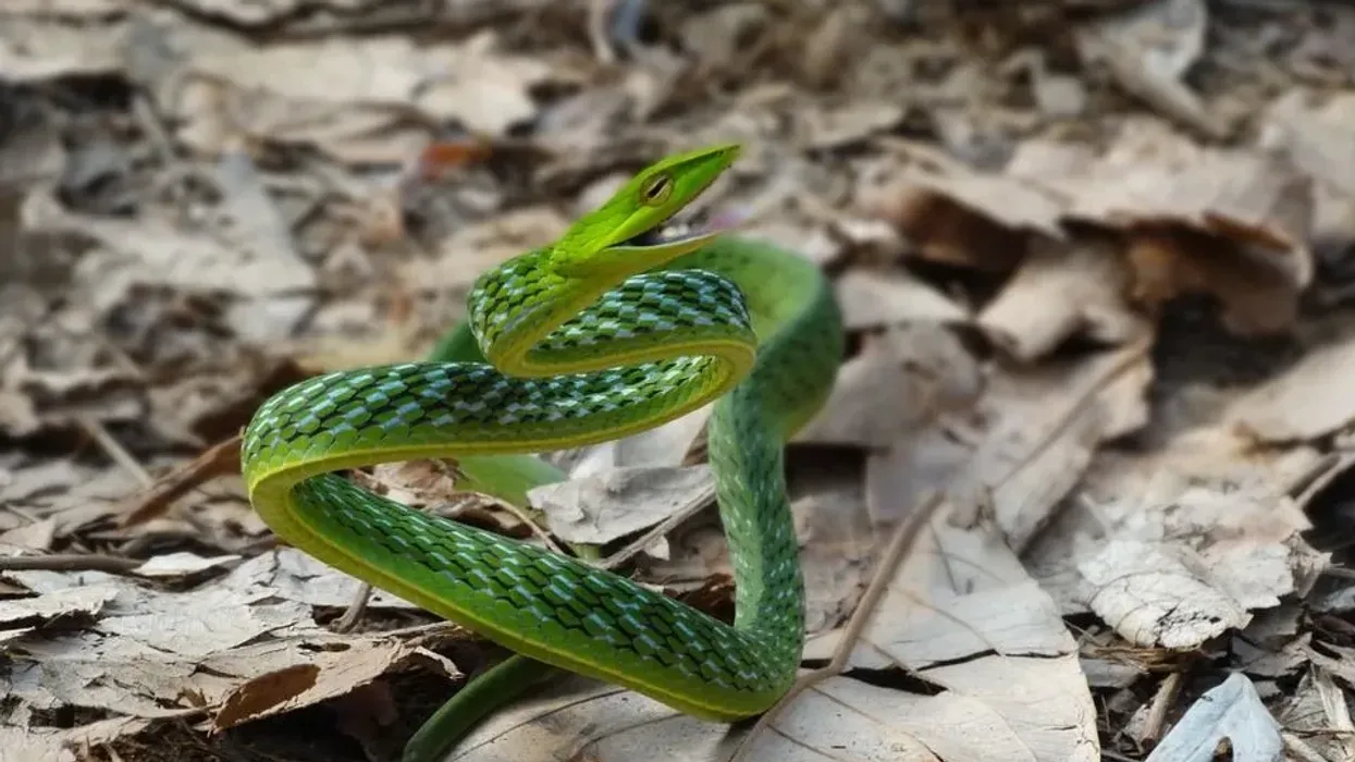 Find out lots of vine snake facts, including all about Asian vine snake care here.