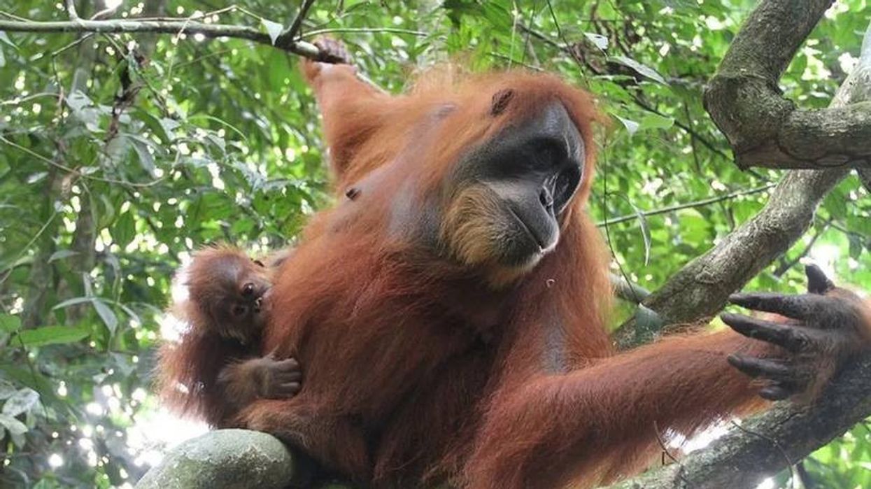 Find out more about Sumatran orangutan facts by reading ahead.