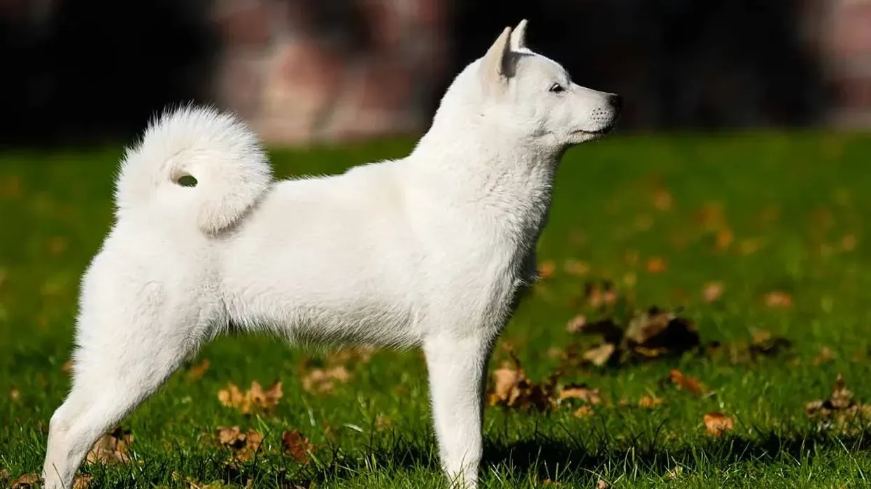 Find out more about the Hokkaido dog breed with Hokkaido dog facts