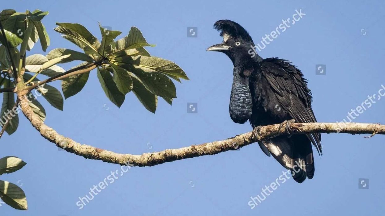 Find out more about these large passerine birds by reading the Amazonian Umbrellabird facts