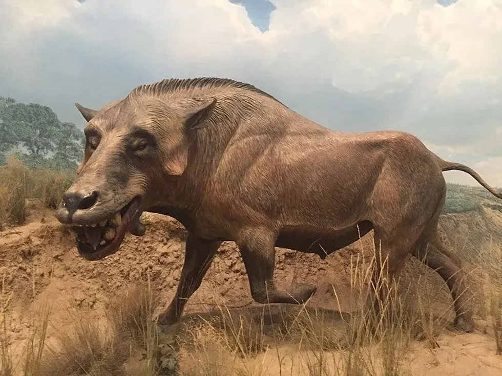 Find out more about this ancient pig-related species with the Dinohyus facts
