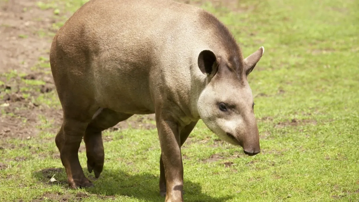 Find out more about this animal by reading Brazilian tapir facts.