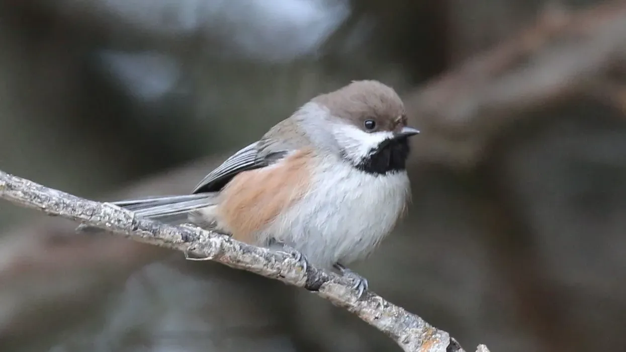 Find out more boreal chickadee facts by reading the article below.