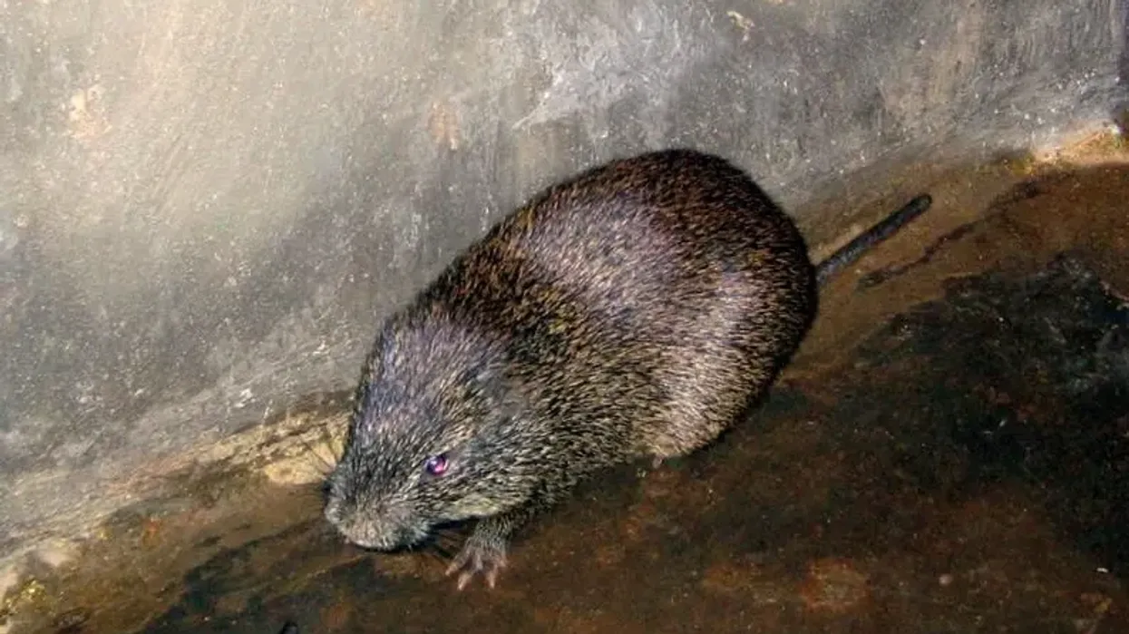 Find out some cane rat facts like their unusual size!