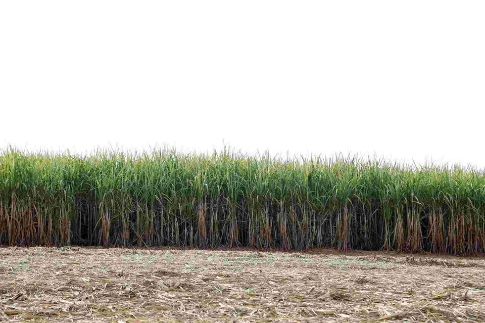  find out some more about Brazilian agriculture and sugar production