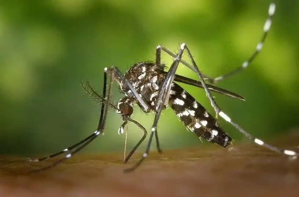 Find out the answer to why do mosquitoes suck blood and other facts.