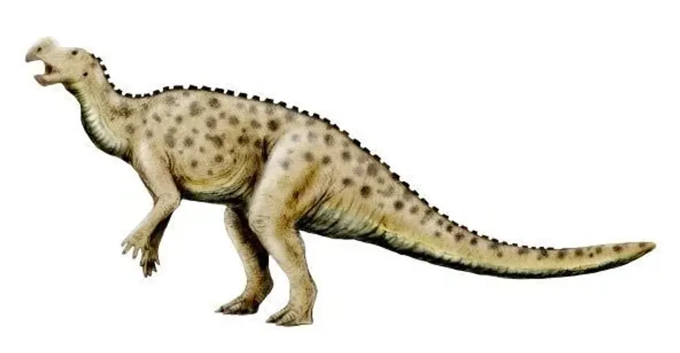 Find out why it was named 'large enigmatic lizard' with the Macrogryphosaurus facts.