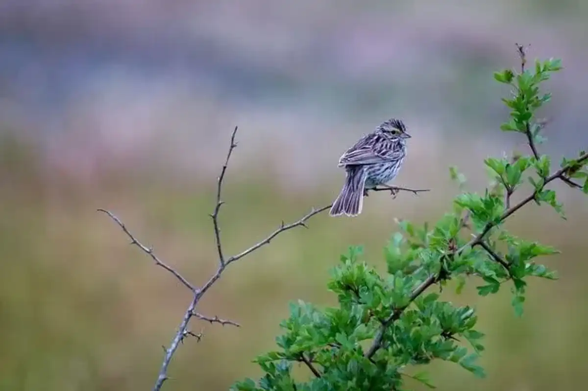 Find Savannah sparrow facts about the subspecies that are quite interesting