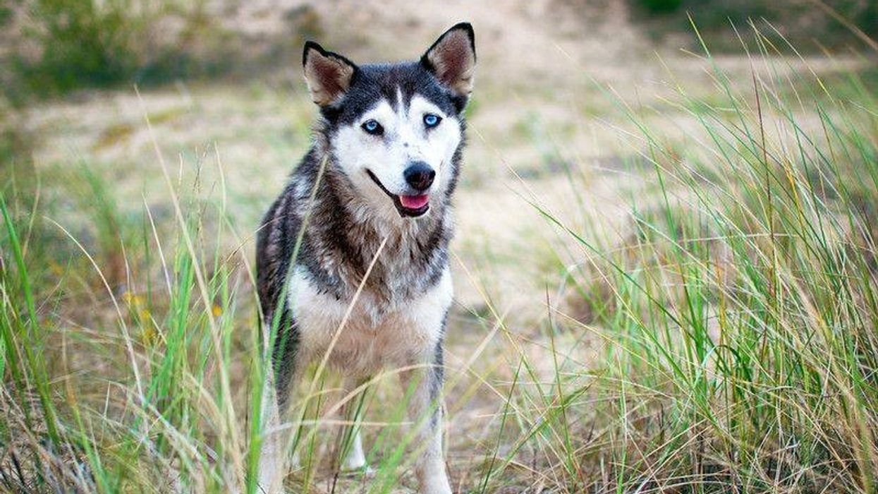 Find some interesting facts about the Husky Wolf mix here.