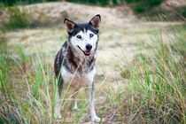 Find some interesting facts about the Husky Wolf mix here.