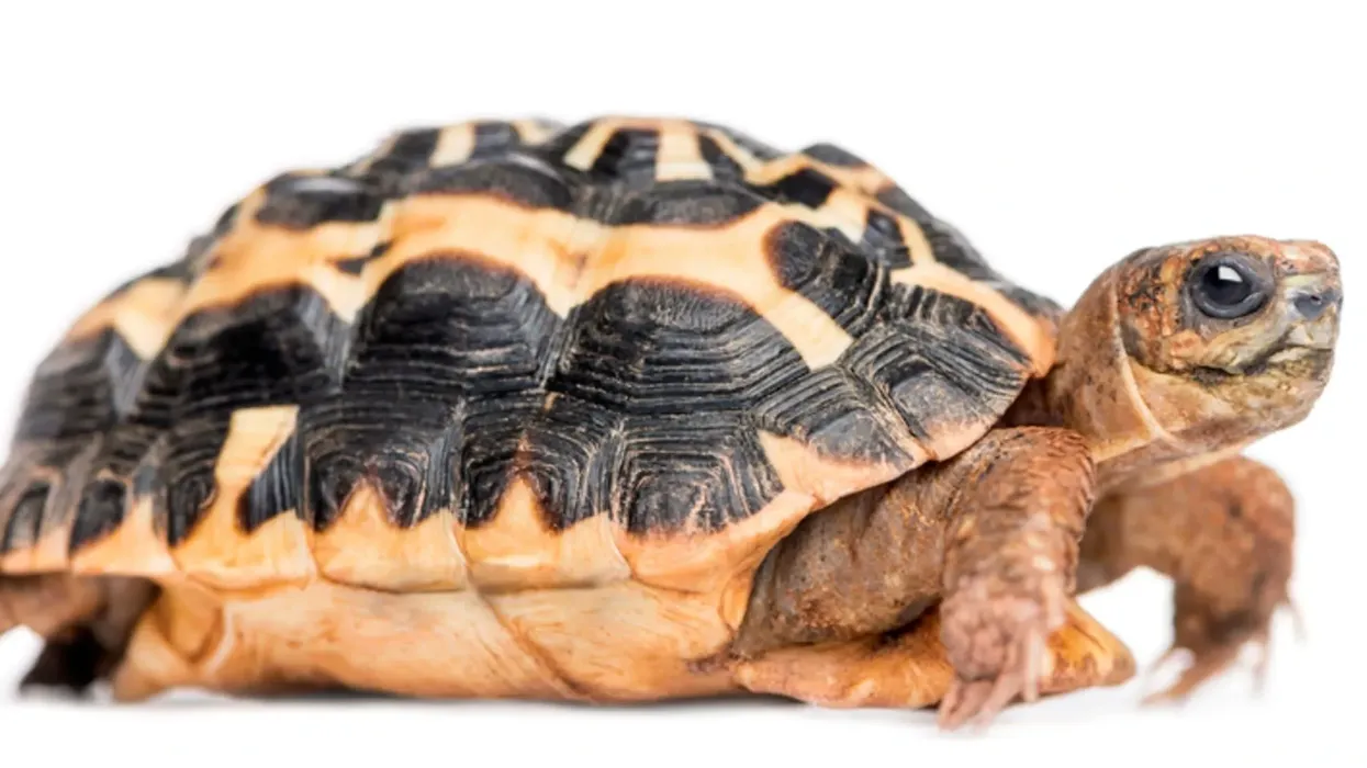 Find spider tortoise facts about the smallest species of tortoises and are famous for their size and beautiful shell.