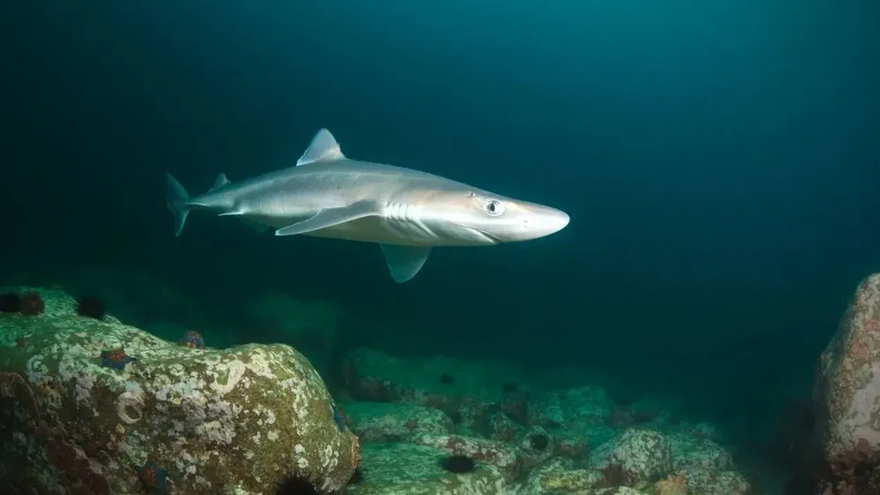 Find spiny dogfish facts for kids here.