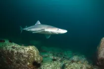 Find spiny dogfish facts for kids here.