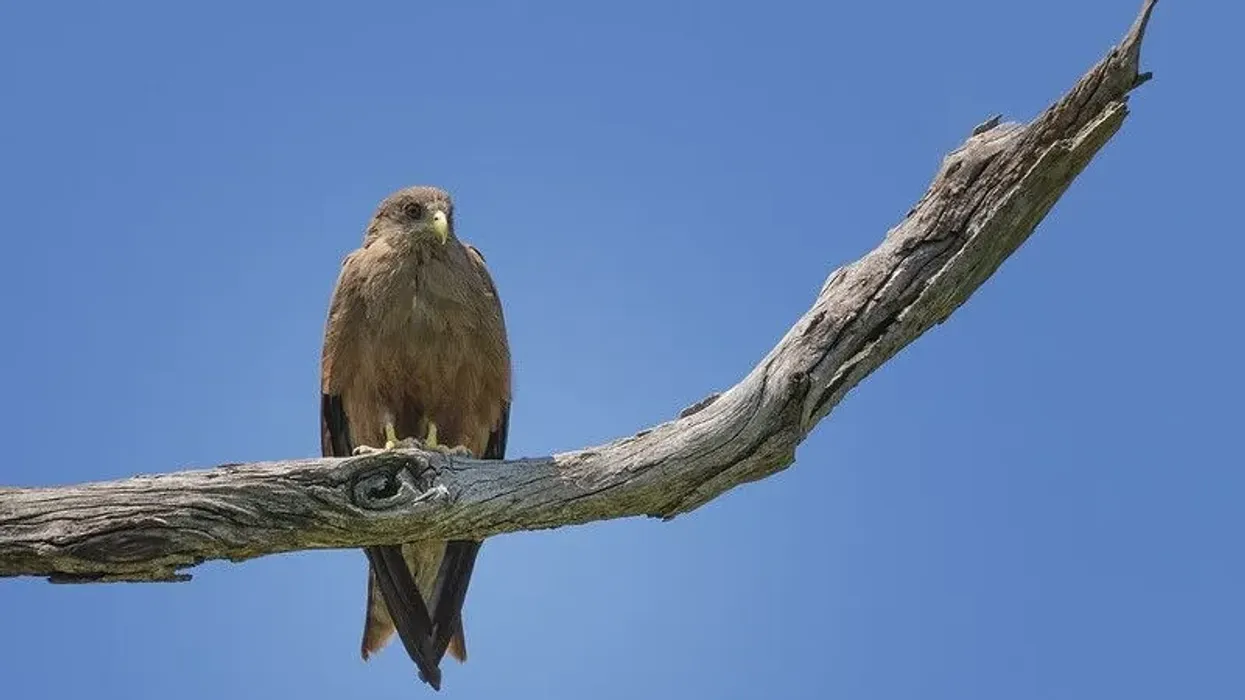 Find Tawny Eagle facts about the dark brown shaded bird