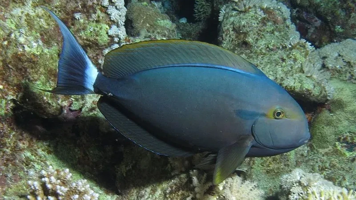 Fun Black Surgeonfish Facts For Kids | Kidadl