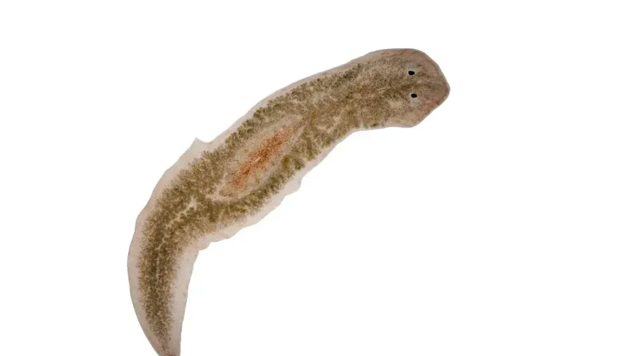 Find the best flatworms facts about these worms that belong to the Animalia kingdom.