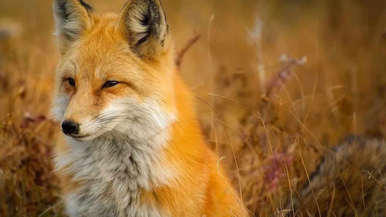 Find the best fox facts about these omnivorous mammals that range in size from small to medium.