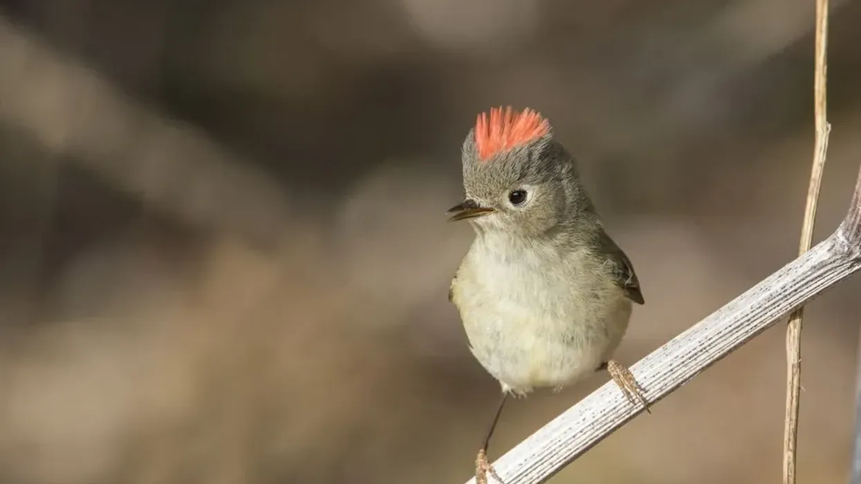 Find the best ruby-crowned kinglet facts here.