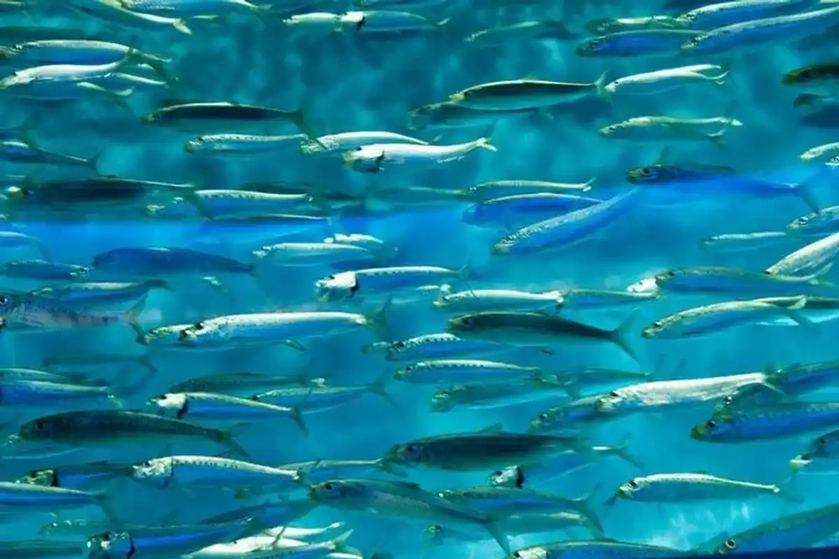 Find the best sardine facts about Pacific sardine fishing and more here