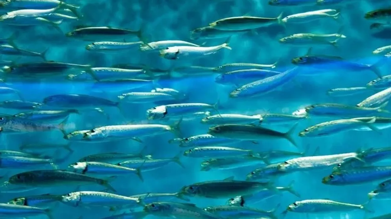 Find the best sardine facts about Pacific sardine fishing and more here
