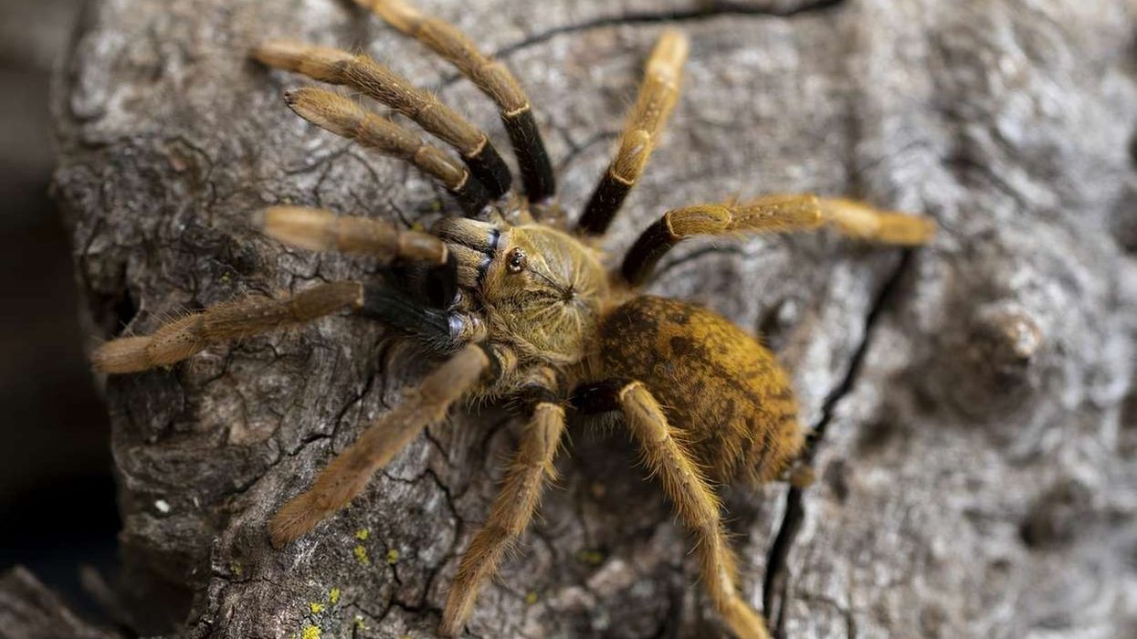 Find the most interesting tarantula spider facts for kids right here.