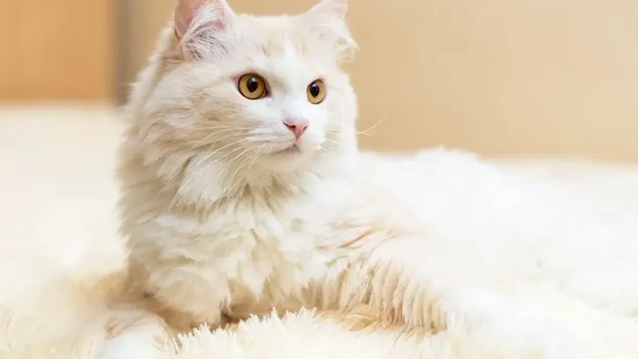 Find Turkish Angora facts about the breed that can be traced back to the 17th century, originating in the Ankara region of central Turkey.