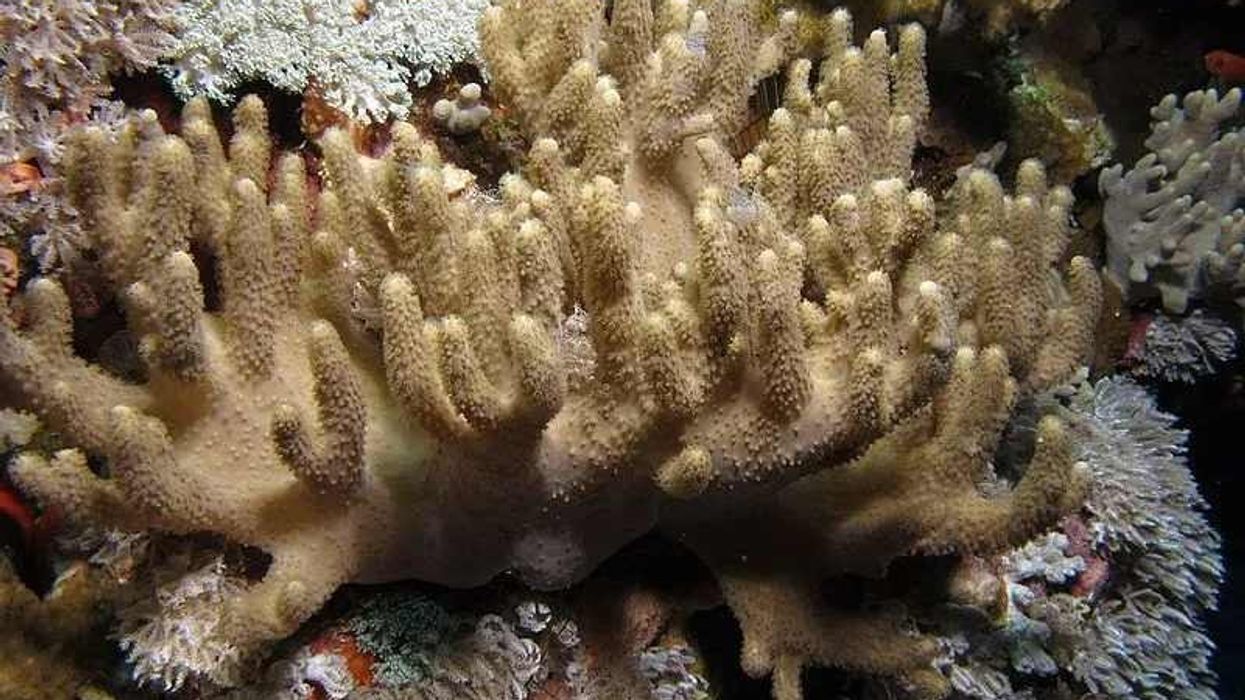 Finger coral facts are great for aquarium enthusiasts.