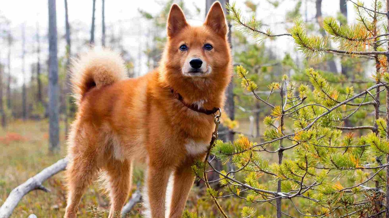 Finnish Spitz facts for kids are educational!