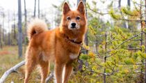 Finnish Spitz facts for kids are educational!