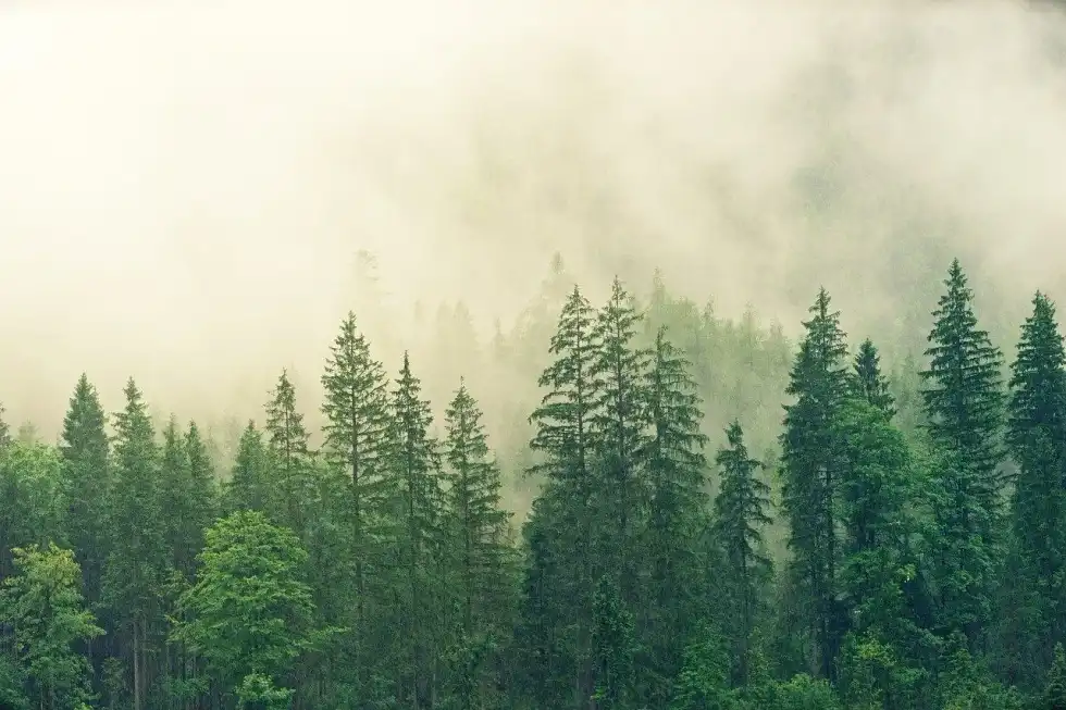 Fir tree facts are interesting for everyone to read.
