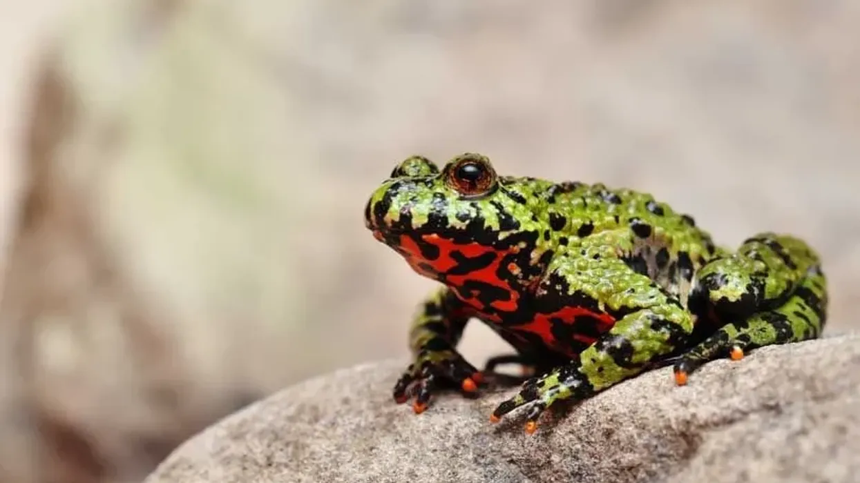 Fire-bellied toad facts like they are one of the most beautiful and brightly colored species of toads, especially the European subspecies, are interesting
