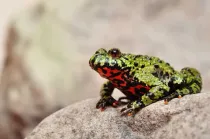 Fire-bellied toad facts like they are one of the most beautiful and brightly colored species of toads, especially the European subspecies, are interesting