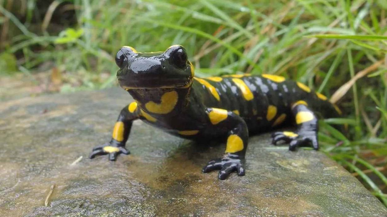 Fire Salamander facts are very interesting for children.