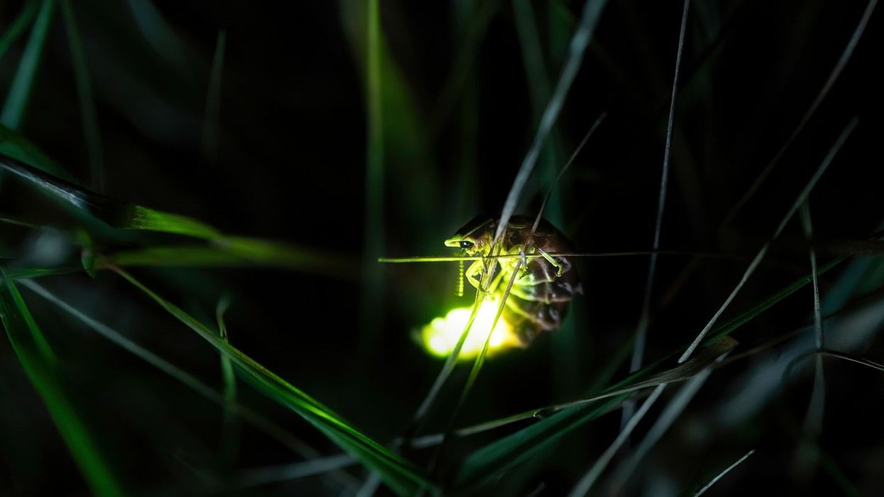 Firefly facts about the bugs known for their bioluminescence properties.