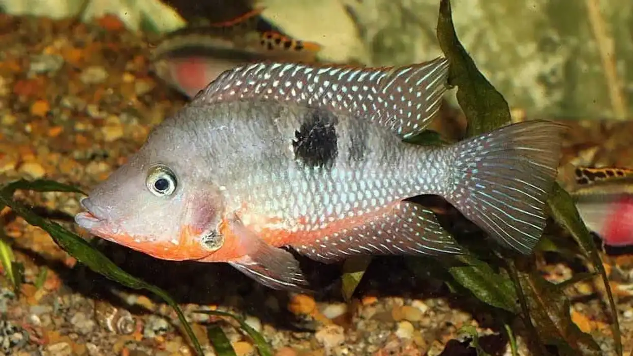 Firemouth cichlid facts are interesting to read.
