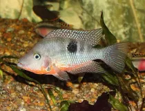 Firemouth cichlid facts are interesting to read.