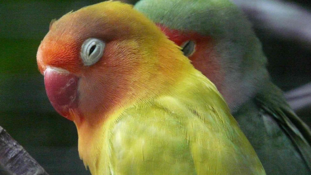 Fischer's lovebird facts are quite interesting for the bird explorers and lovers.