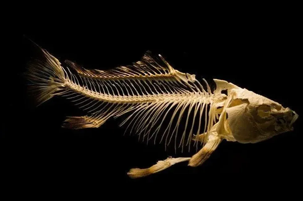 Fish are aquatic organisms that have a skeletal structure that is mostly made up of bones and tissues.