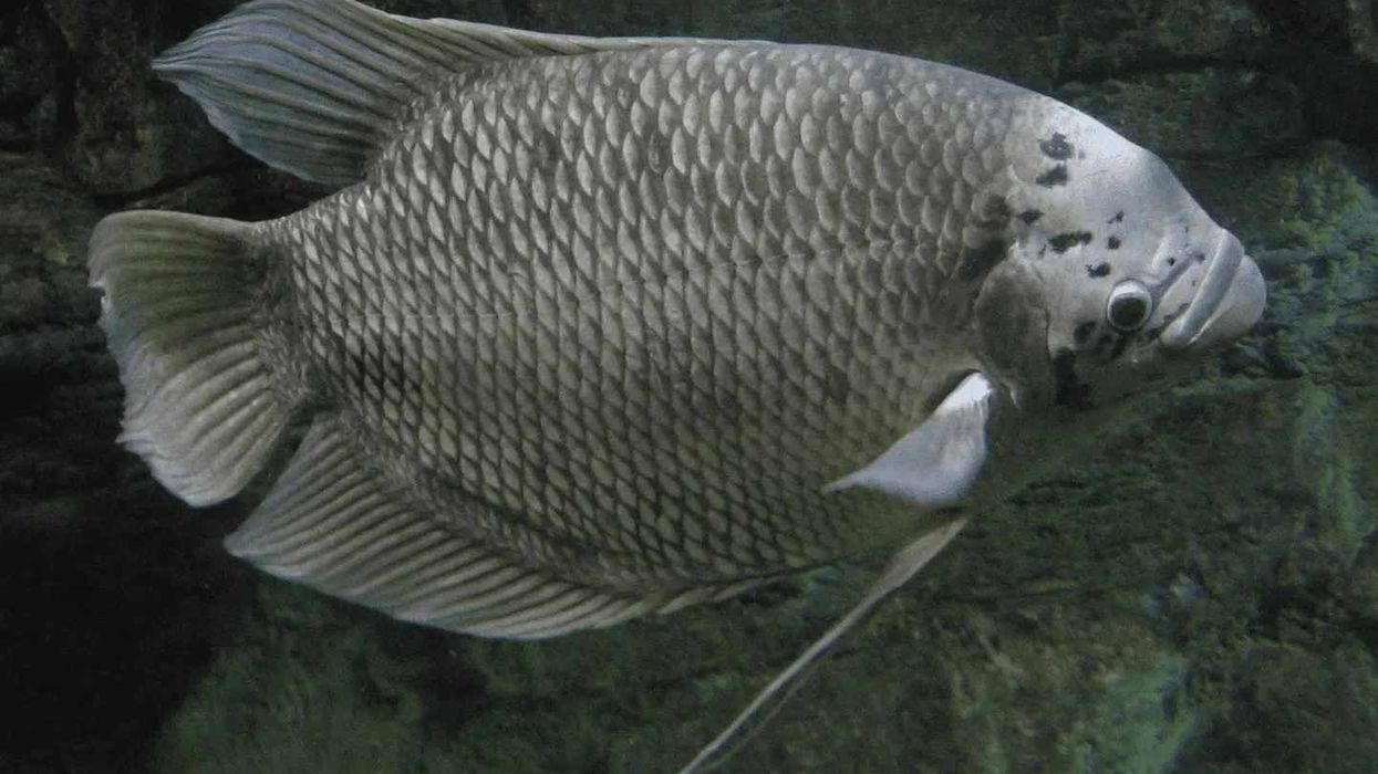 Fish enthusiasts enjoy giant gourami facts.