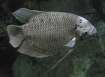 Fun Giant Gourami Facts For Kids 