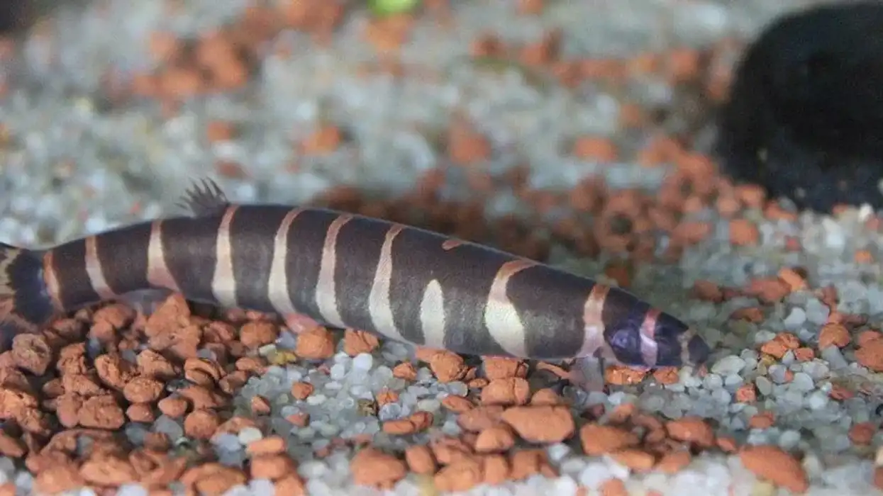 Fish enthusiasts love Kuhli Loach facts.