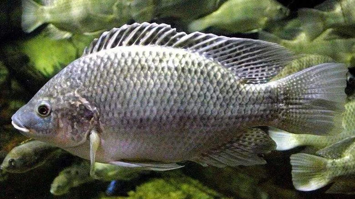 Fish enthusiasts would like Mozambique tilapia facts.