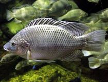 Fish enthusiasts would like Mozambique tilapia facts.