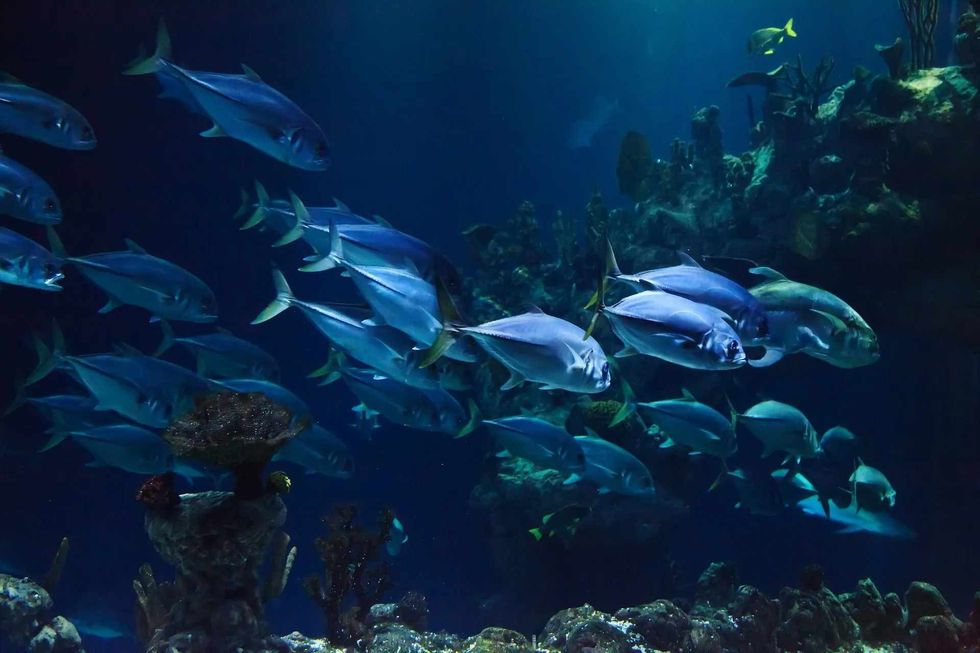 Fish eyelid facts and why they don't blink.