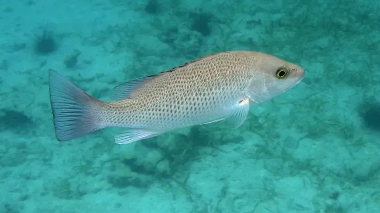 Fish lovers would like to read mangrove snapper facts.