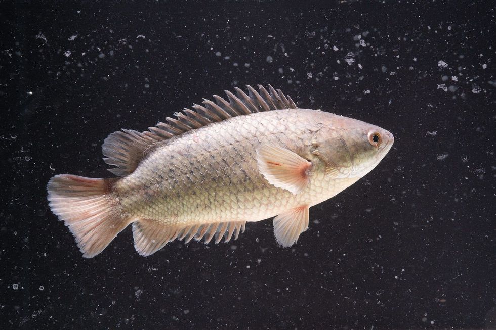 Fish swimming in tank