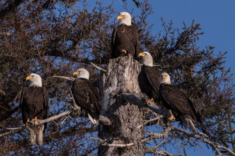 Five American bald eagles perched on tree.