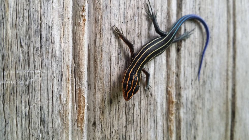 Five lined skink on wood.